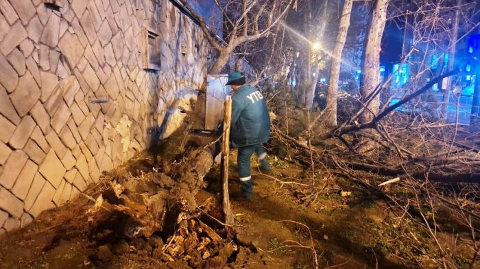 İki gündə Bakıda 78 ağac sınıb