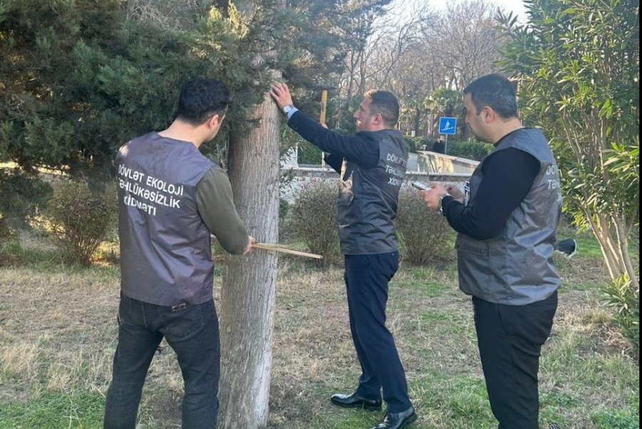 Ağacların inventarlaşdırılması işləri davam etdirilir