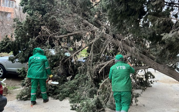 Bakıdakı güclü külək 19 ağacı qırıb