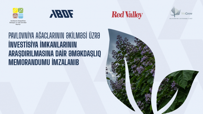 Azərbaycanda pavlovniya əkiləcək