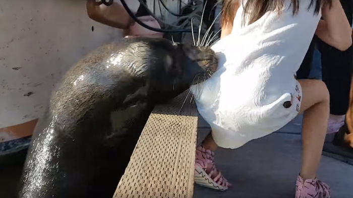 Sea lion bites young girl's dress & drags her into the water - VIDEO
