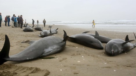 150 dolphins feared dead after mass beaching in Japan