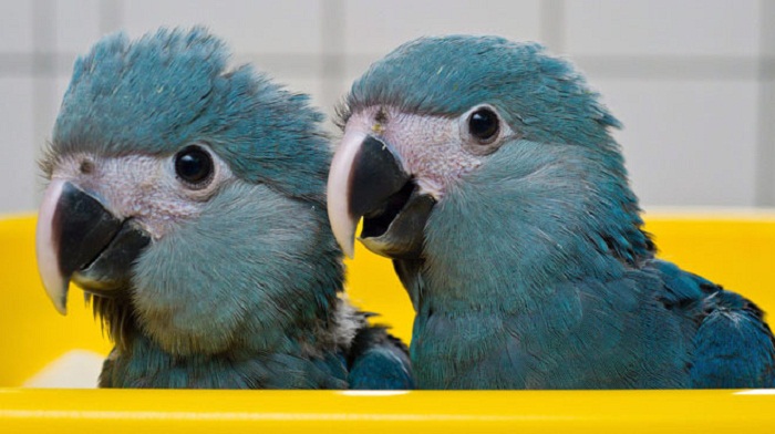 Brésil: un perroquet bleu aperçu dans la nature, 15 ans après sa disparition Brésil: un perroquet bleu aperçu dans la nature, 15 ans après sa disparition