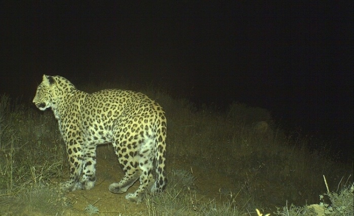 Leopard cubs caught on camera in Azerbaijan
