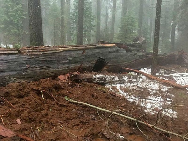 Californie: le célèbre `arbre tunnel` de 45 mètres arraché par la tempête