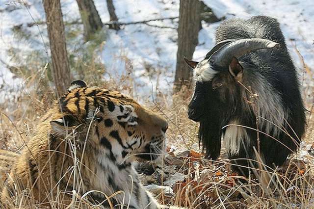 Dans un zoo russe, le tigre Amour devient l`ami du bouc Timour - VIDEO