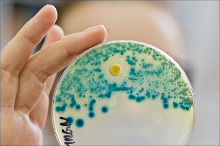 Strikteres Vorgehen gegen Antibiotika-Vergabe an Tiere gefordert