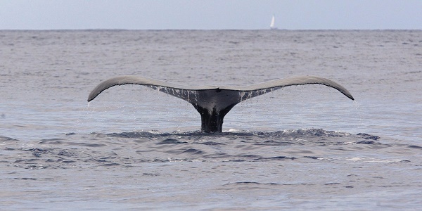 27 baleines s`échouent sur une plage mexicaine