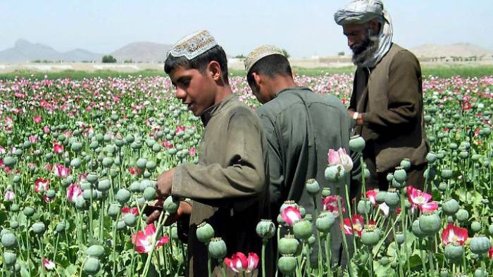 Afghanistan verdoppelt Drogenernte