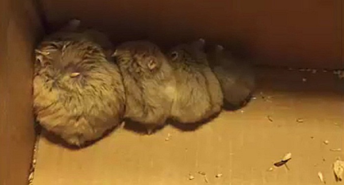 Des traqueurs de Pokémon sauvent 27 animaux abandonnés - VIDEO