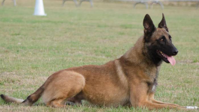Un chien des forces spéciales britanniques reçoit une prestigieuse distinction militaire
