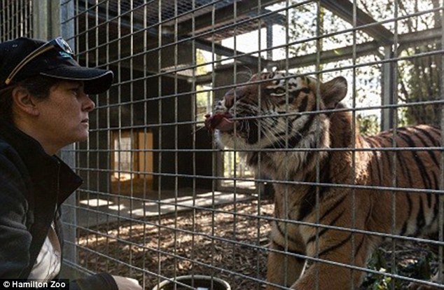 Tiger kills zookeeper in New Zealand - VIDEO