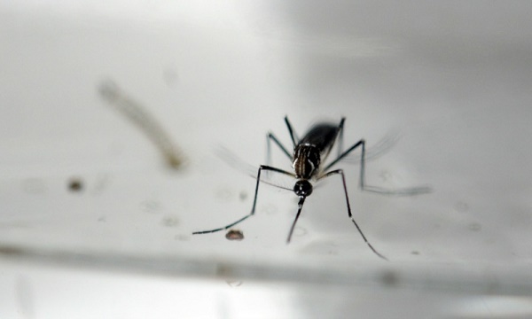 Zika: un premier décès dans la zone continentale des Etats-Unis