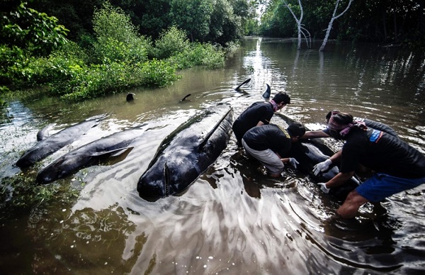 Indonésie: 32 baleines-pilotes s’échouent sur une plage de Java, 8 sont mortes