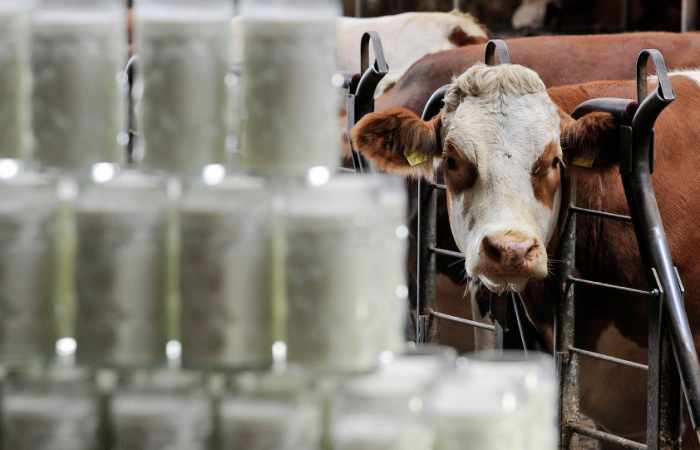 Milch und Holz zerstreiten Kanada und USA