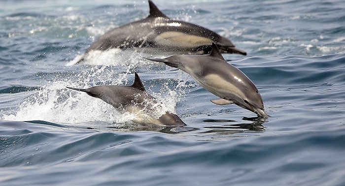 Bulgarische Behörden melden Massentod von Delphinen im Schwarzen Meer