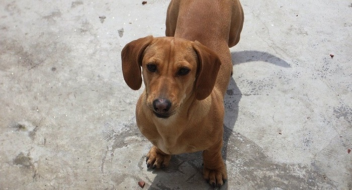 Ukrainische Touristin verliert Hund mit Juwelen im Wert von 14.000 Euro