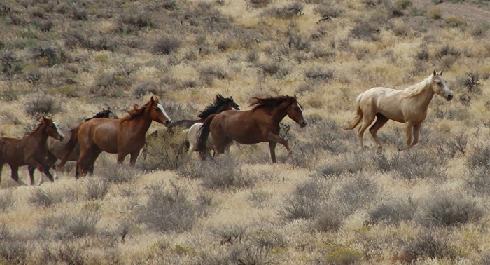 45.000 Todesurteile: US-Behörde will 90 Prozent aller Wildpferde ausrotten