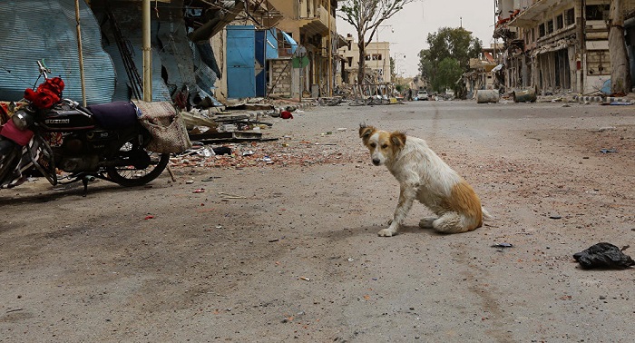 Syrien: Darum rettet dieser Soldat kriegsverletzte Tiere