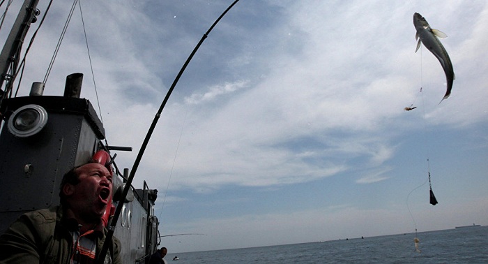 Dänemark fordert Fischer zum Fang von 80.000 Forellen auf