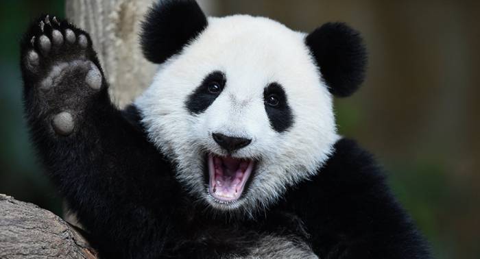 Sind Panda-Bären gebürtige Chinesen? Von wegen - sie stammen aus Europa