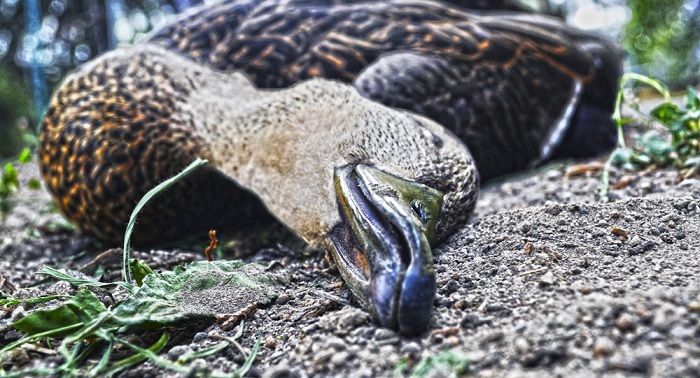 200.000 Enten in den Niederlanden getötet