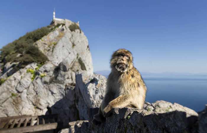 Krieg um Gibraltar - Nato gegen Nato: Unentschieden