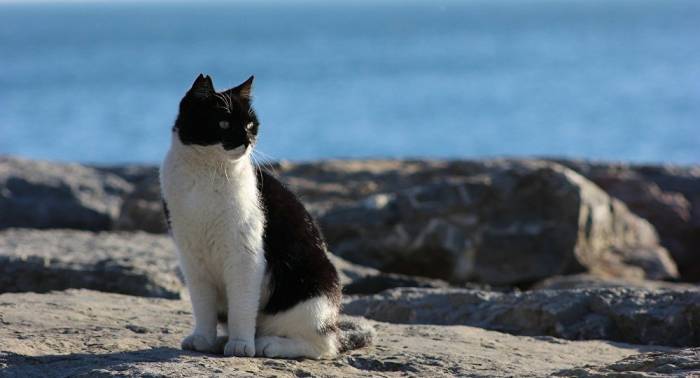 UN-Mitarbeiterin vererbte ihren Katzen 300.000 Dollar