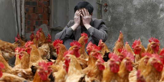 Nouvelle mort de la grippe aviaire en Chine