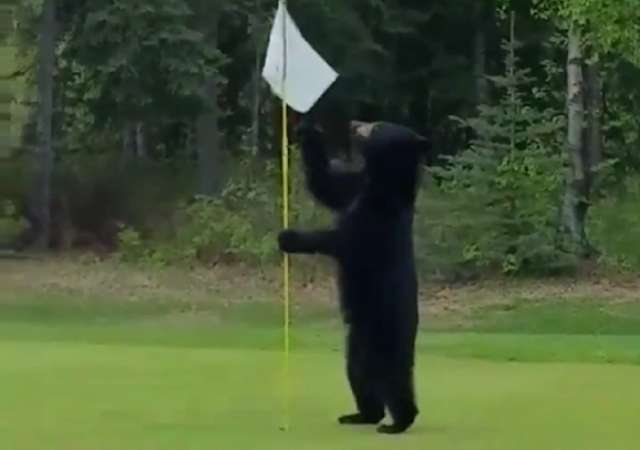 USA: Bär beim Golfspielen 