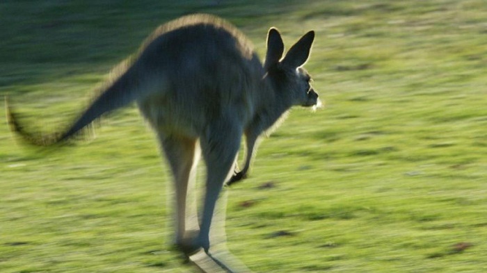 Autsralie : un kangourou romp les implants mammaires d`une cycliste