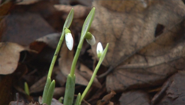 Abnormally warm weather in Moscow makes flowers blossom - VIDEO