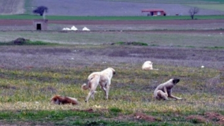 34 yaşlı qadını itlər parçalayıb yedi