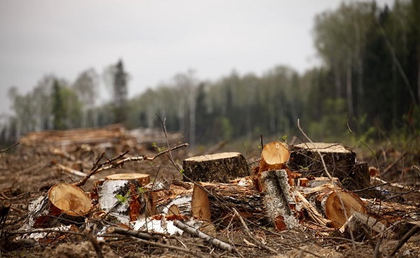 Guatemala: 26.273 hectares de forêts détruits