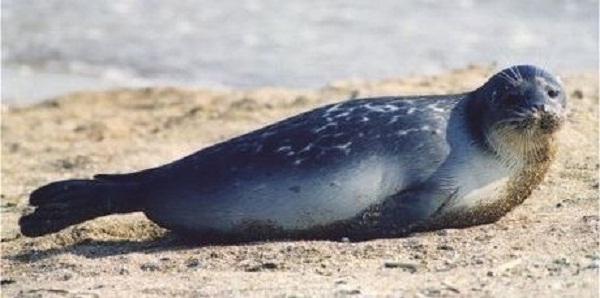 Azerbaijan examining seal corpses found on shores of Caspian Sea