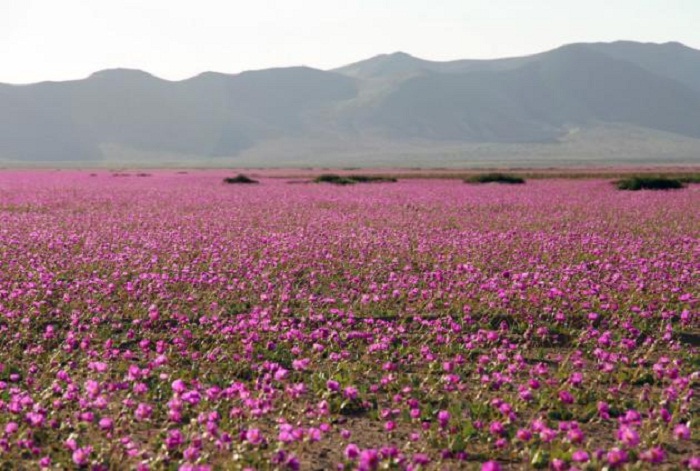 Chili:un désert transformé en champ de fleursPOHOTOS