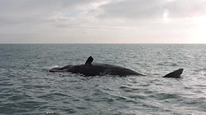 Nordsee: Sieben weitere tote Pottwale gesichtet