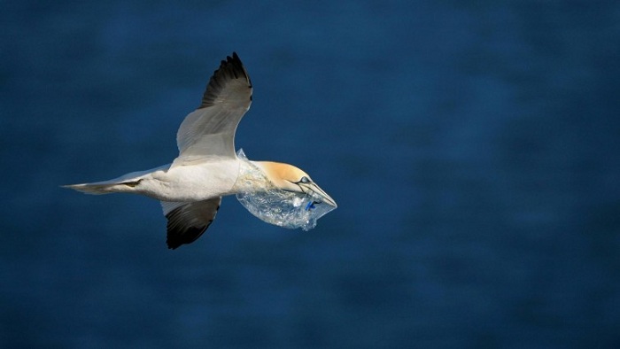 Plastik riecht für Seevögel wie natürliches Futter