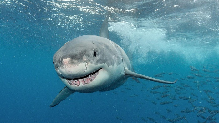 Australie: attaque mortelle de requin