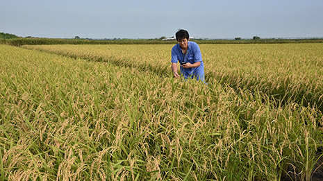 Fukushima rice tests 