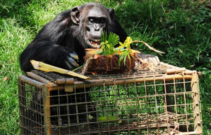 Les chimpanzés peuvent lire dans les pensées