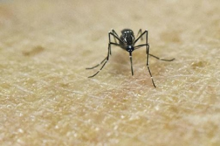 WHO beruft Dringlichkeitssitzung wegen Zika-Virus ein