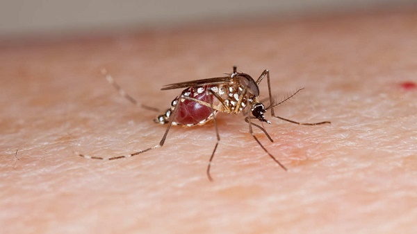 Des moustiques génétiquement modifiés relâchés aux îles Caïmans