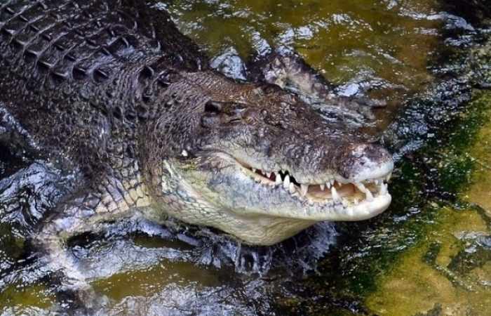 Un pêcheur sûrement tué par un crocodile