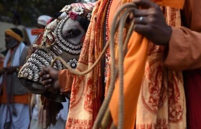 Inde: La milice vénérant les vaches va jusqu'à tuer
