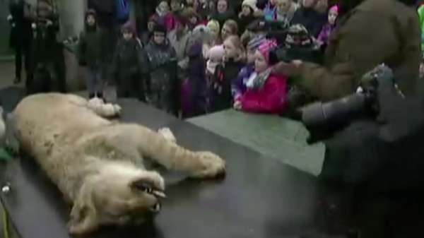 Un lion mort éventré devant des enfants pour des raisons pédagogiques dans un zoo danoisVIDEO Un lion mort éventré devant des enfants pour des raisons pédagogiques dans un zoo danoisVIDEO