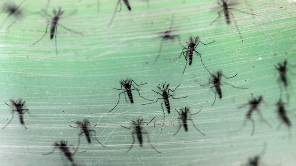 Le virus Zika se propage aux Etats-Unis, trois cas recensés à New York