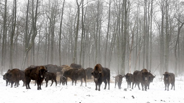 Etats-Unis : le bison pressenti pour devenir un emblème national