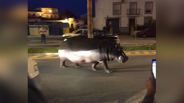 Espagne : en mal de liberté, un hippopotame prend la poudre d’escampette d’un cirque - VIDEO