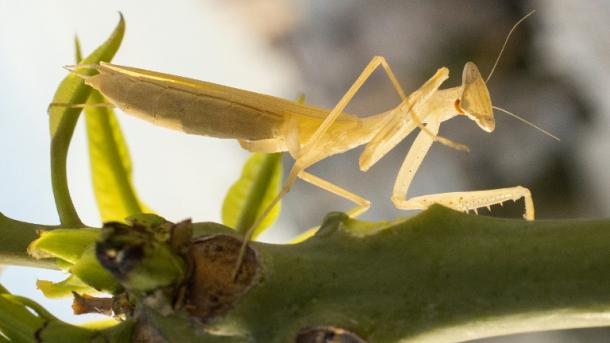 Un phasme découvert en Chine déclaré plus long insecte au monde